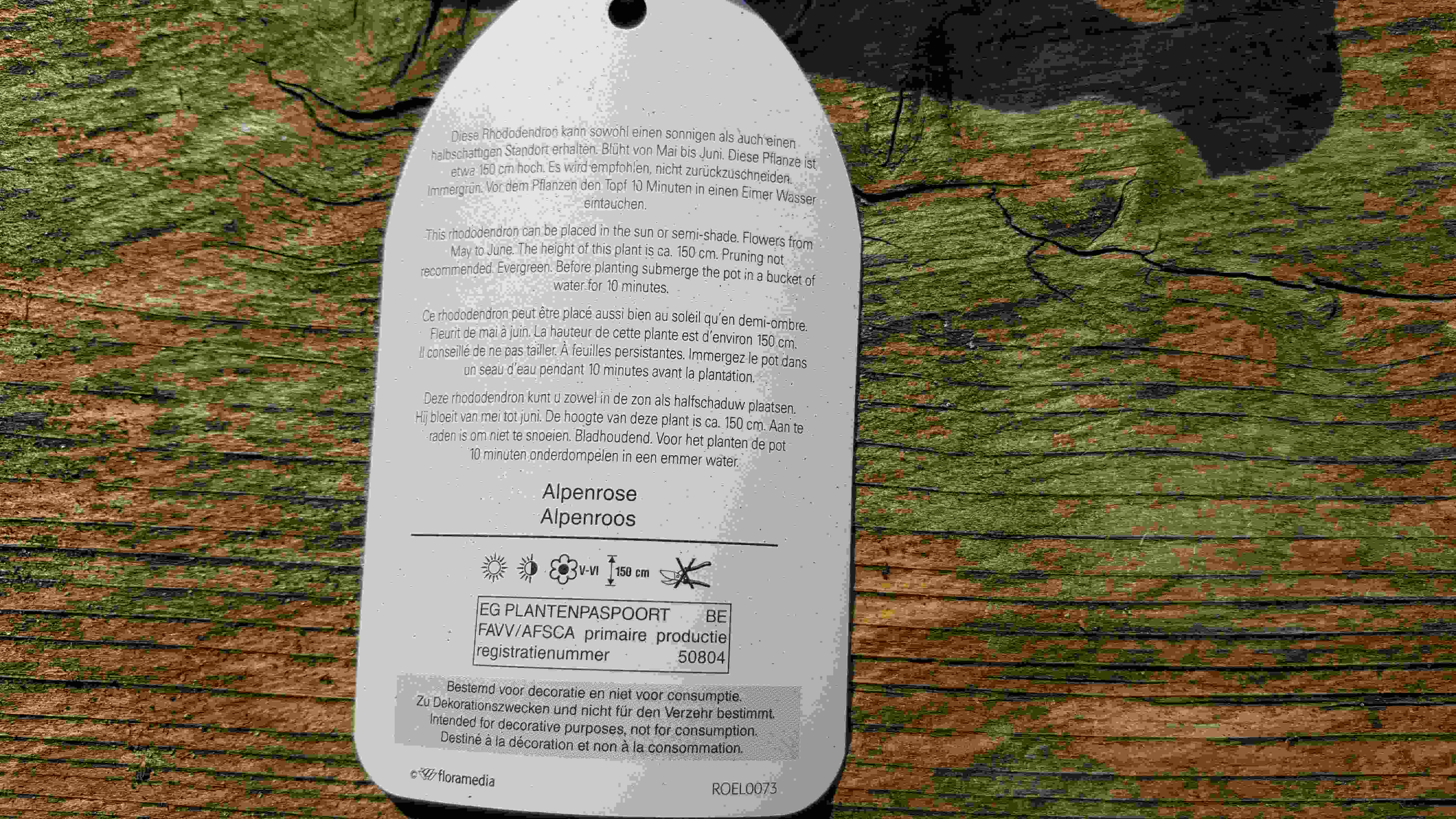 rhodo germanica2.jpg